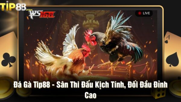 Đá gà Tip88 - Sân thi đấu kịch tính, đối đầu đỉnh cao