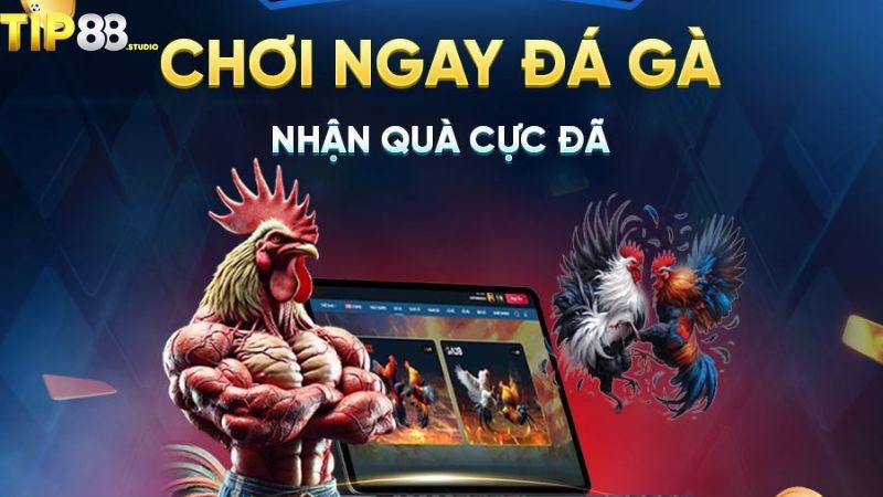 Quy trình tham gia chơi đá gà tại Tip88